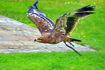 Brown eagle in flight - Kostenloses image #337537