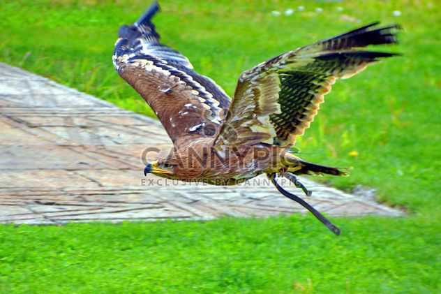 Brown eagle in flight - Free image #337537