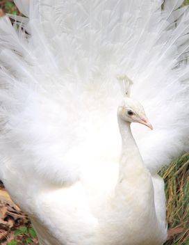 Beautiful white peacock - image gratuit #337547 