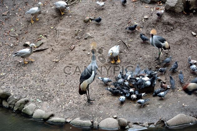 Birds near pond in zoo - image #337807 gratis