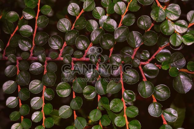 Branch with green leaves - Free image #338327