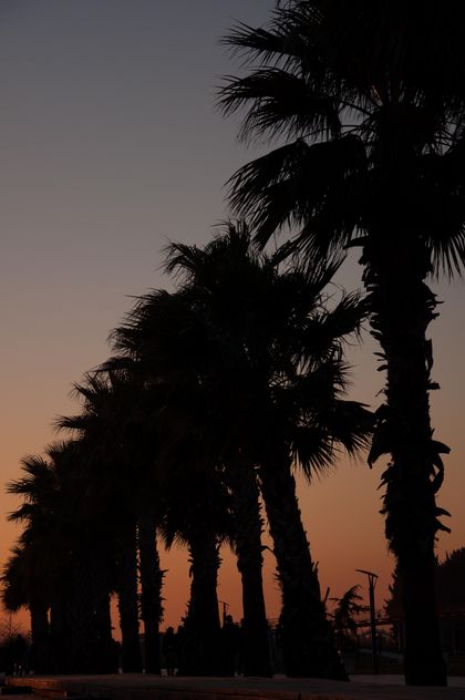 Palm trees at sunset - Free image #338517