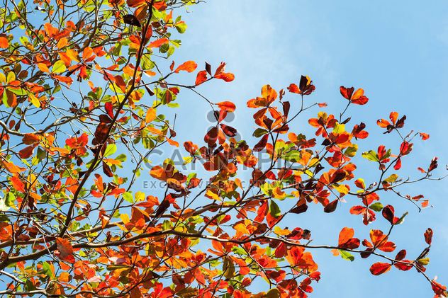 Colorful leaves on tree branches - image #338607 gratis