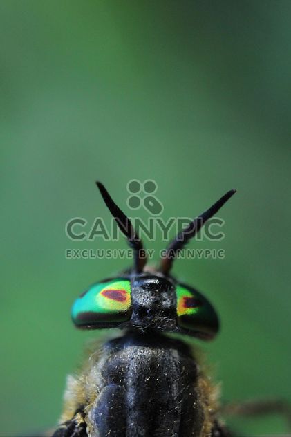 Insect on green background - бесплатный image #338617