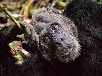 Chimp, Kibale, Uganda - image gratuit #339117 