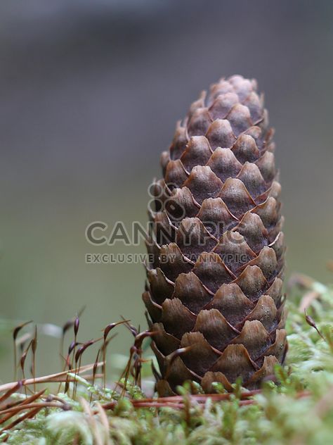 Closeup of pine cone - Free image #339177
