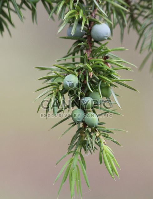 Closeup of juniper branch - image #339187 gratis