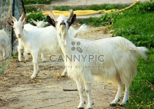 White goats in countryside - image #341327 gratis