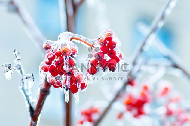 Rowan berries covered with ice - Free image #342897