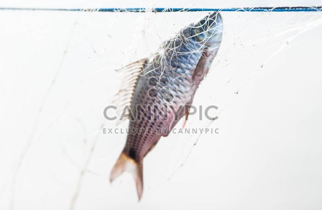 A fish in net - бесплатный image #343587