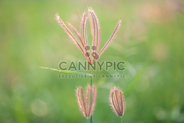 Close-up of spikelets on green background - Free image #343847