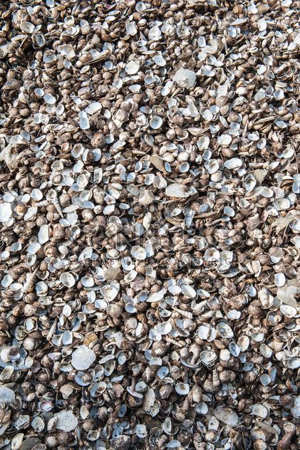 Sea shell texture - Kostenloses image #344107