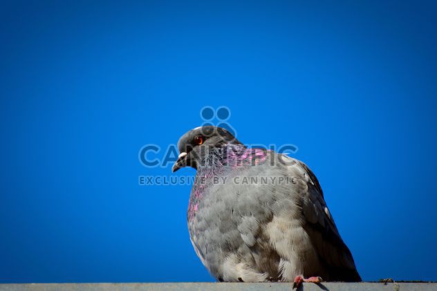 The dove against the perfect blue sky - image #344227 gratis
