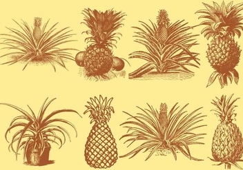 Old Style Drawing Ananas - бесплатный vector #345257