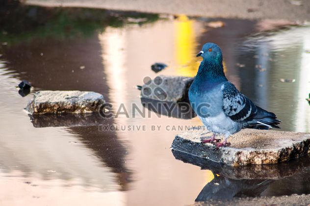 Grey pigeon on stone in water - image #345877 gratis