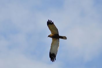 Falcon in flying in blue sky - бесплатный image #345897