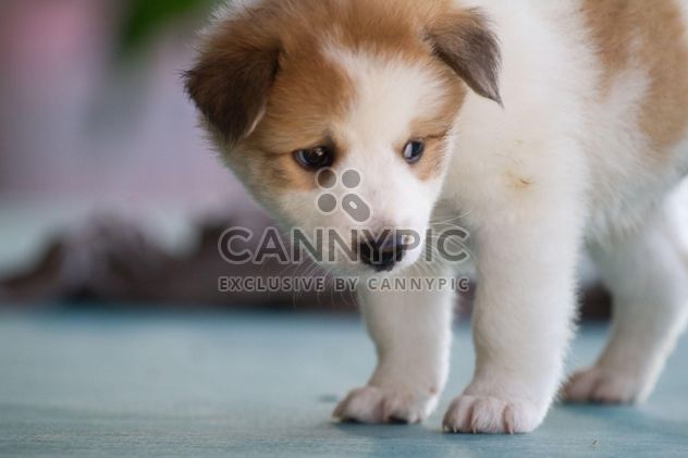 Portrait of adorable white puppy - image gratuit #346197 