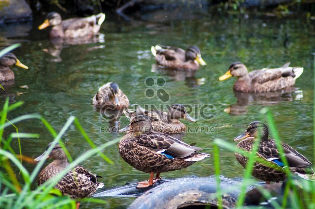 Group of wild ducks on pond - image gratuit #346607 