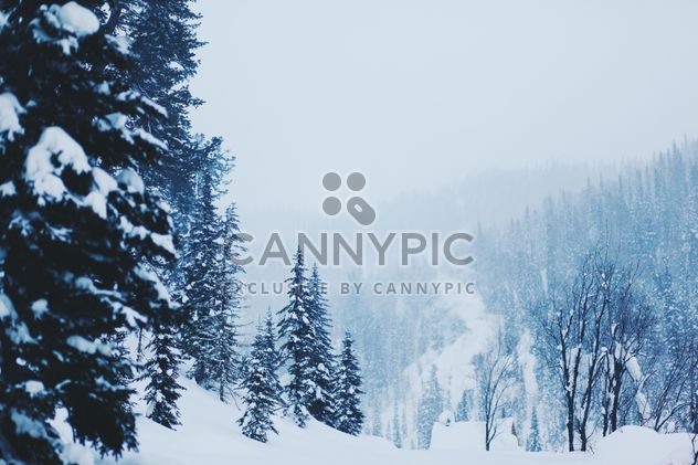 Winter landscape with trees in snow, Taiga - Free image #347007