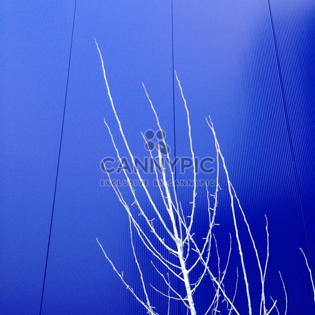 White trees on background of blue building - бесплатный image #347817
