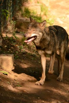 Grey wolf (Canis lupus) in zoo - image #348377 gratis