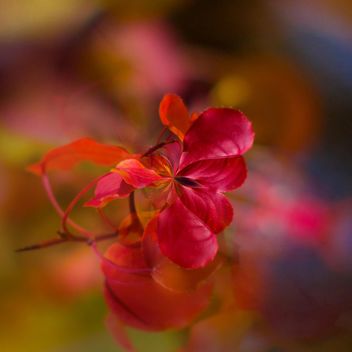 Closeup of red leaves on blurred background - бесплатный image #348397
