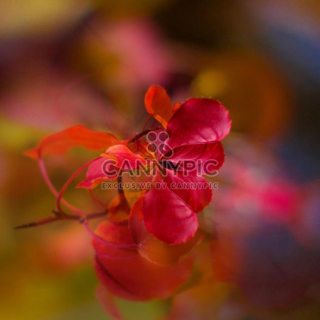 Closeup of red leaves on blurred background - Free image #348397