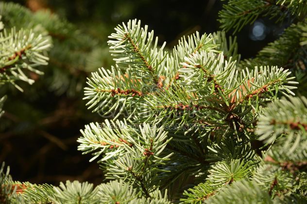Closeup of green spruce branches - image #348427 gratis