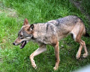 Grey wolf (Canis lupus) on green grass - бесплатный image #348487