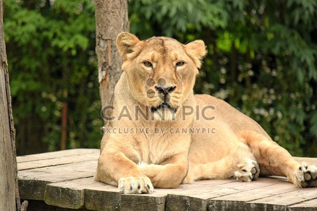 Sad lioness resting in zoo - image #348587 gratis