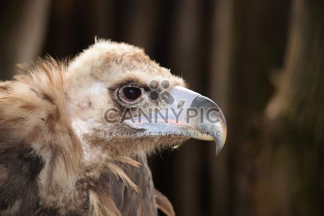 Closeup portrait of grey vulture - бесплатный image #348627