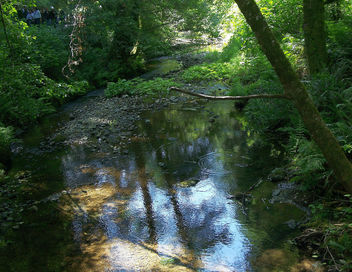 USA (San Francisco, CA) Muir Woods creek - Kostenloses image #349247