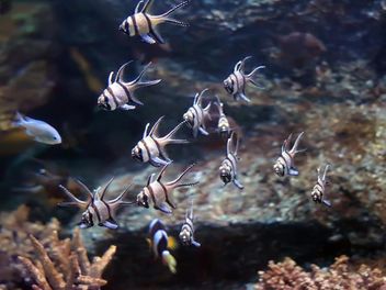 Aquarium with fishes and corals - image gratuit #350207 