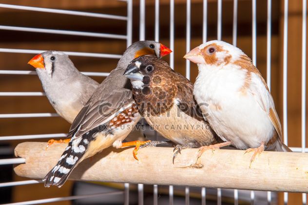 Sparrow and zebra finches - Free image #350247