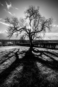 The Tree - Newgrange, Ireland - Landscape Photography - бесплатный image #350827