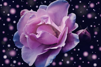 Lavender Rose - image gratuit #351577 
