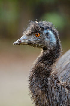 Emu - image gratuit #358507 