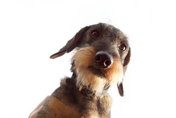 Coarse haired Dachshund dog - Free image #359147