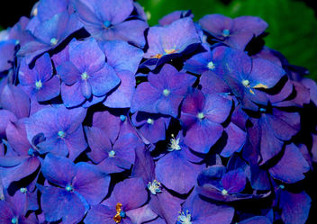 cobalt blue petals of passion - image gratuit #362317 
