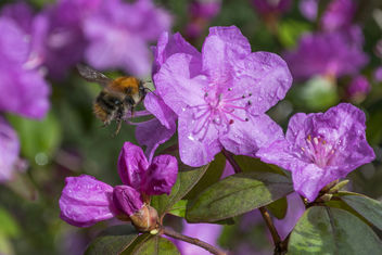Azalea with Bumble Bee 1 - image #362397 gratis