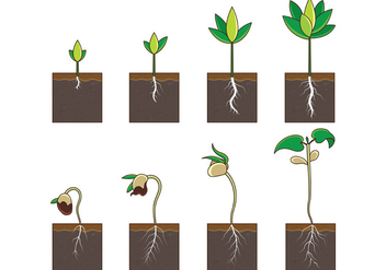 Grow Up Plant Vector - vector gratuit #367727 