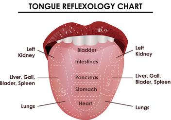 Tongue Reflexology Chart - бесплатный vector #380547