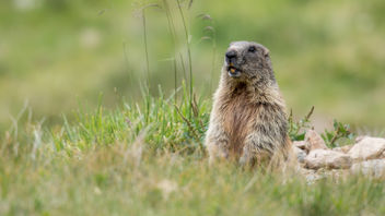 Alpenmarmot / Marmota marmota - image gratuit #381127 