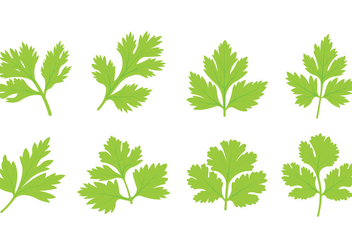 Set Of Cilantro Leaf Vector - Free vector #383817