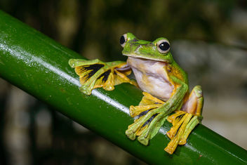 Rhacophorus nigropalmatus, Wallace's flying frog - Khao Sok National Park - Free image #388057