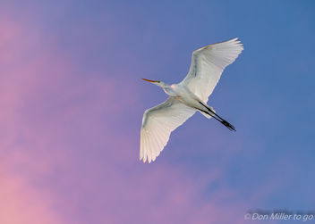 Great White Egret at Sunset - бесплатный image #389017