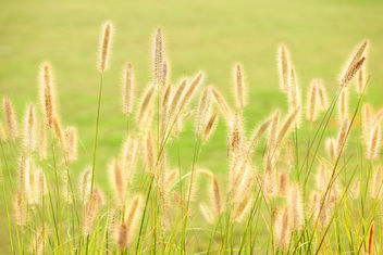Silver Grass - Free image #389457