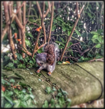 Mr Squirrel - Kostenloses image #389477