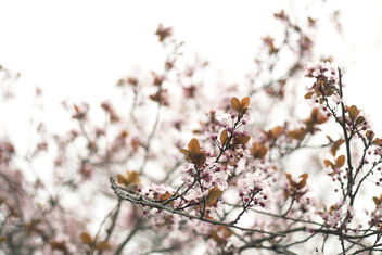 Pink Spring Flowers - Kostenloses image #394487