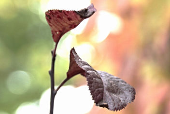 Leaves with pastel background - бесплатный image #394747